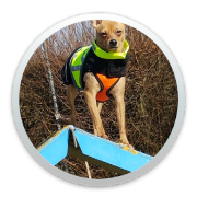 Fun Agility Textbild icon rund